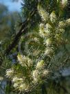 Grevillea trachytheca