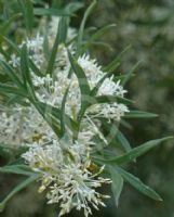 Grevillea triloba