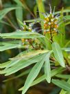 Grevillea venusta