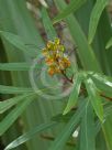 Grevillea venusta