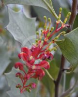 Grevillea wickhamii