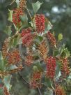 Grevillea wickhamii aprica