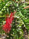 Grevillea Boongala Spinebill