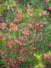 Grevillea Clearview David