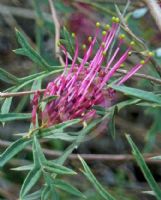 Grevillea Bronze Rambler