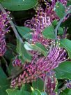 Grevillea Royal Mantle