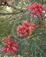 Grevillea Bon Accord