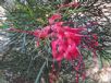 Grevillea Bon Accord