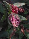 Grevillea Bush Carpet