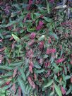 Grevillea Bush Carpet