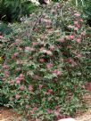 Grevillea Bush Carpet