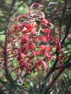 Grevillea Claire Dee