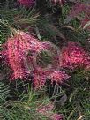 Grevillea Billy Bonkers