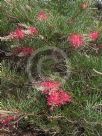 Grevillea Billy Bonkers