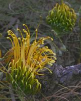 Grevillea Cooroora Cascade