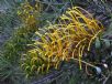 Grevillea Cooroora Cascade