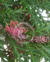 Grevillea Ivanhoe