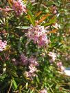 Grevillea Pink Midget