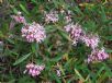 Grevillea Pink Midget