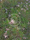 Grevillea Pink Midget