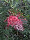 Grevillea Robyn Gordon