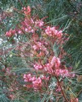 Grevillea Elegance