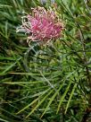 Grevillea Flamingo