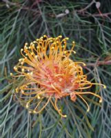 Grevillea Honey Gem