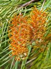 Grevillea Honey Gem