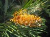 Grevillea Honey Gem