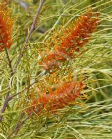 Grevillea Honey Wonder