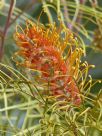 Grevillea Honey Wonder