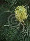 Grevillea Moonlight