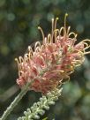 Grevillea Kay Williams