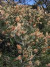 Grevillea Kay Williams