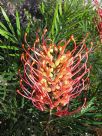 Grevillea Ned Kelly