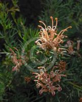 Grevillea Poorinda Queen