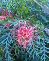 Grevillea Coconut Ice