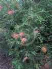 Grevillea Superb