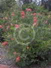 Grevillea Superb