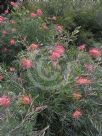 Grevillea Superb