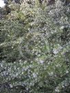 Grevillea White Wings