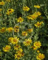 Grindelia integrifolia