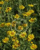 Grindelia integrifolia