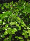 Griselinia lucida