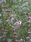 Guichenotia ledifolia