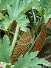 Gunnera manicata