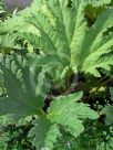 Gunnera manicata