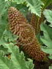 Gunnera manicata