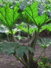 Gunnera manicata